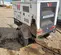 2023 Wacker Neuson G50 T4F 600V Diesel Generator